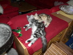 Katze Arwen und Padme 4 Monate alt.